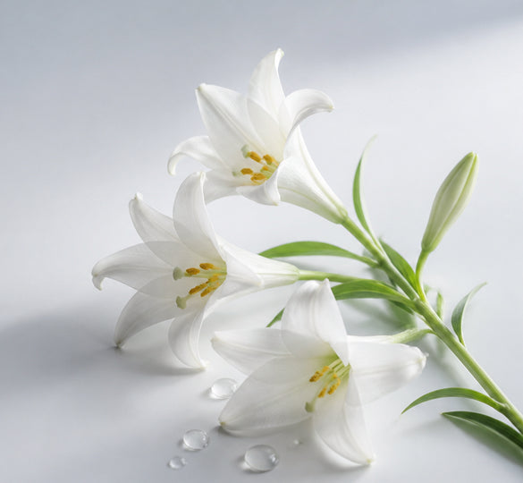 Madonna Lily Extract