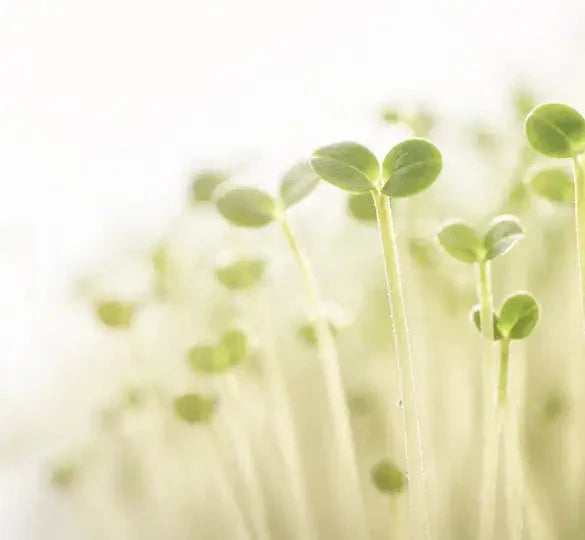 SulforaWhite®: The Swiss Garden Cress Extract Behind Unifying Serum - Ariège Paris
