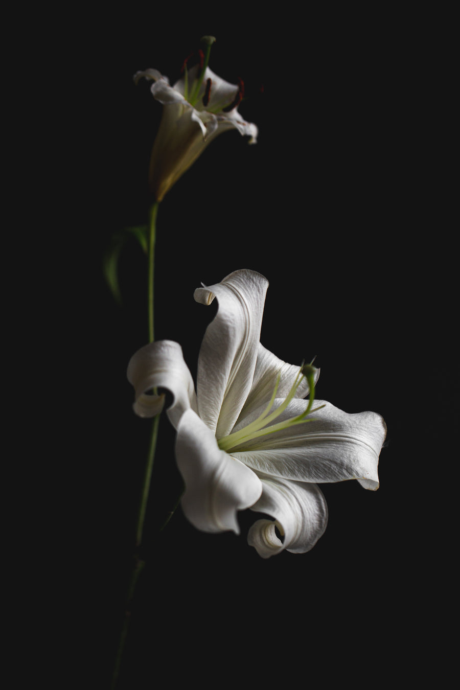 THE EXCLUSIVE MADONNA LILY - THE LUMINARY OF SKIN.