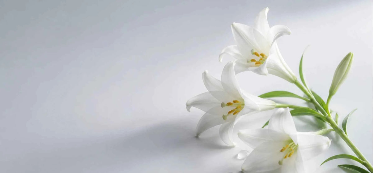 Three white lilies with yellow centers and green stems, arranged on the right side of a clean light gray background with negative space on the left.