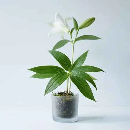A potted white lily plant with a single blooming flower and green leaves, set in a small frosted glass container on a clean white surface against a light gray background.