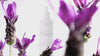 ARIEGE PURIFYING CLEANSER