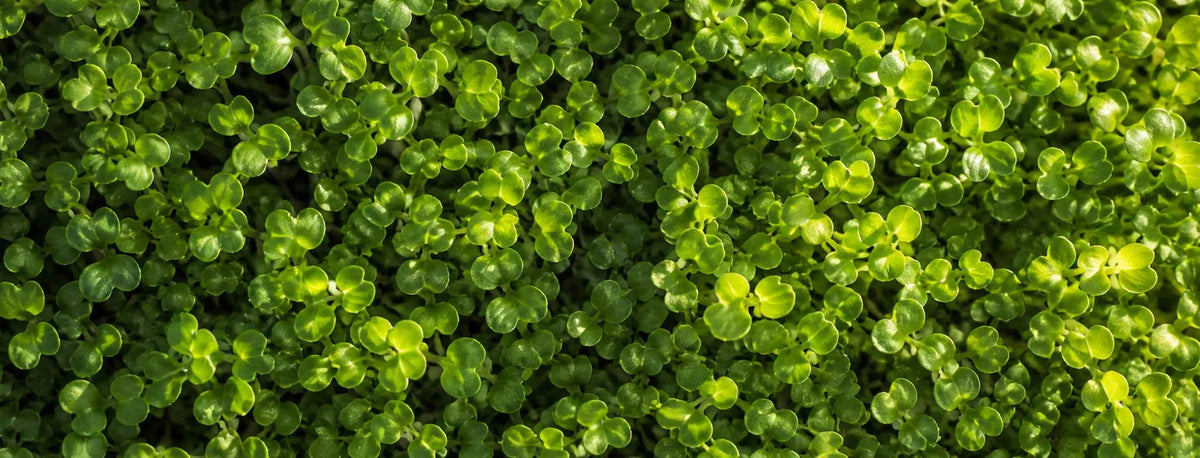 A close-up texture of dense green leafy foliage, showing small oval green leaves with bright yellow highlights.