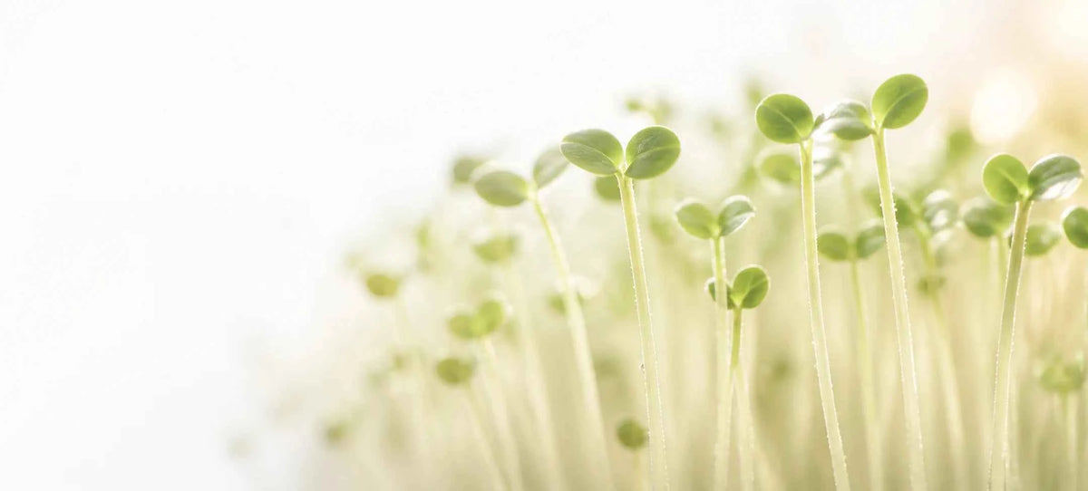 Close-up of small green plant sprouts or microgreens with slender pale stems against a bright white background with soft bokeh.