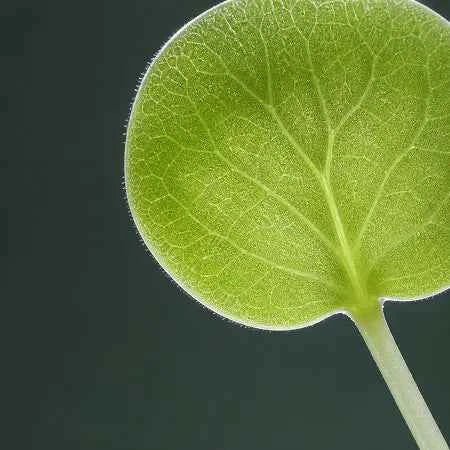 A close-up of a bright green, round leaf with detailed vein patterns against a dark, solid background.