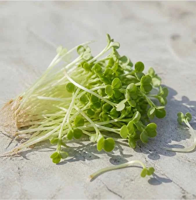 A small bunch of fresh green microgreens with pale stems and roots, photographed on a light stone-like surface with natural sunlight and shadows.